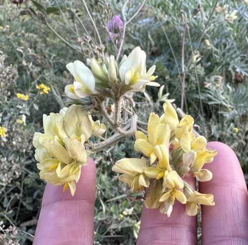 Creeping lucerne (Medicago glomerata)