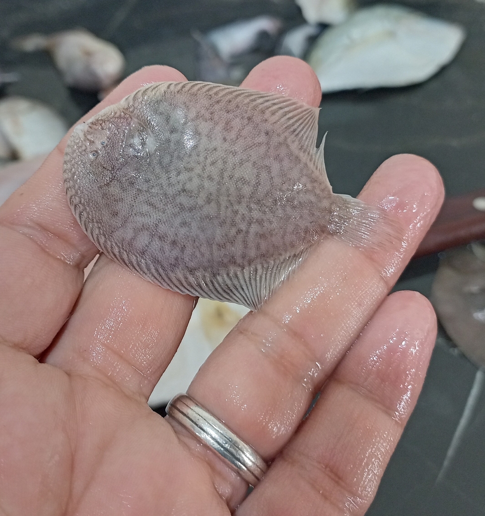 Fringed sole (Trinectes fimbriatus) — Achiridae