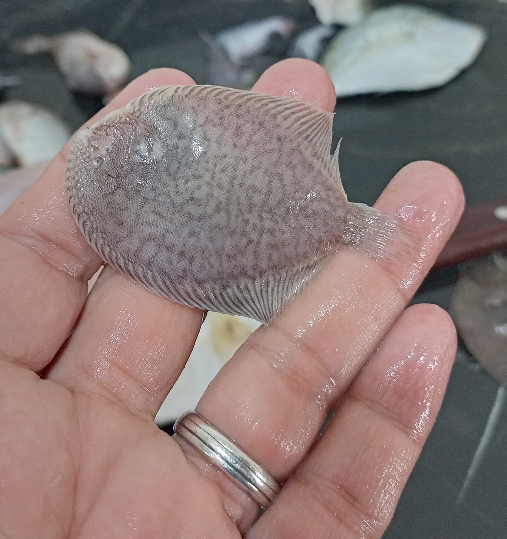 Whitespotted Sole photo 2