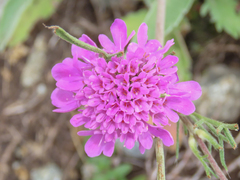 Scabiosa pyrenaica, photograph (c) Emanuele Santarelli, some rights reserved (CC BY-SA)