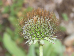 Scabiosa pyrenaica, photograph (c) Emanuele Santarelli, some rights reserved (CC BY-SA)