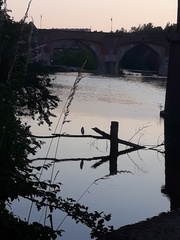 Nycticorax nycticorax