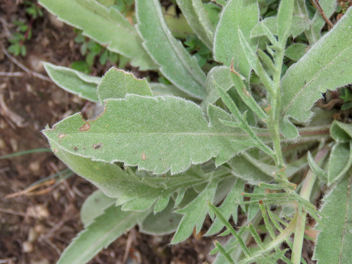 Scabiosa pyrenaica, photograph 6