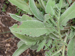 Scabiosa pyrenaica, photograph (c) Emanuele Santarelli, some rights reserved (CC BY-SA)