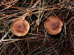 Pholiota multicingulata