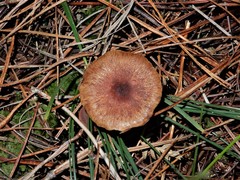 Pholiota multicingulata