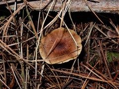 Pholiota multicingulata