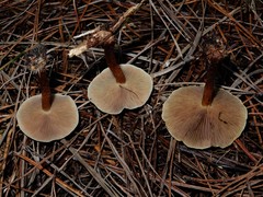 Pholiota multicingulata