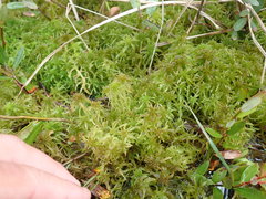 Sphagnum subtile