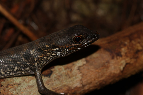 Brook’s Keeled Skink, Tropidophorus brookei