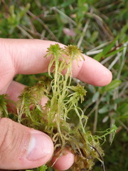 Sphagnum subtile