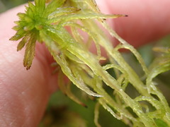 Sphagnum subtile