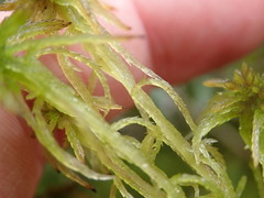 Sphagnum subtile