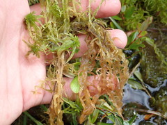 Sphagnum subtile