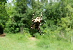 Araneus