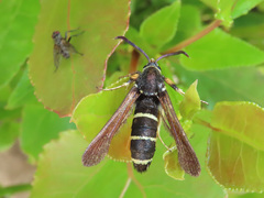 Paranthrene tabaniformis