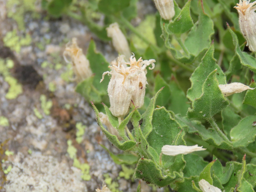 Heart-leaved Catchfly (Silene cordifolia)
