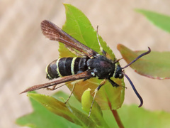 Paranthrene tabaniformis