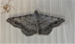 Digrammia ocellinata