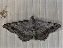 Digrammia ocellinata