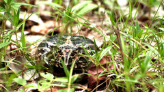 Ceratophrys calcarata