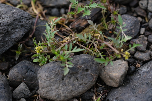 Rorippa islandica, photograph 1