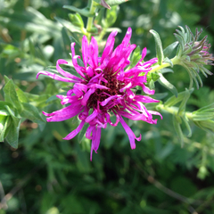 Symphyotrichum