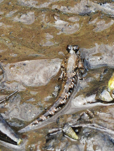 Periophthalmus kalolo observed 2024-08-21