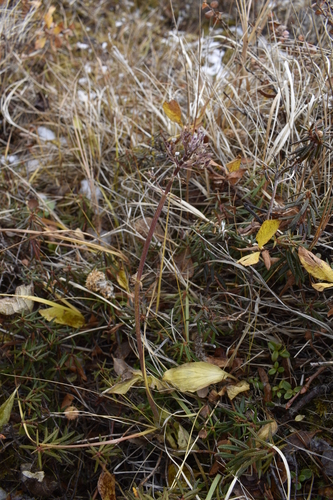 Image of Valeriana capitata by (c) Сергей Крыленко, some rights reserved (CC BY)