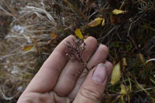 Image of Valeriana capitata by (c) Сергей Крыленко, some rights reserved (CC BY)