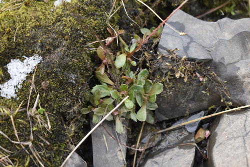 Image of Micranthes foliolosa by (c) Сергей Крыленко, some rights reserved (CC BY)