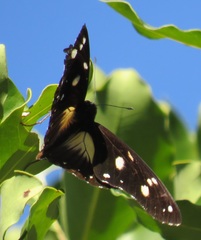 Hypolimnas anthedon wahlbergi