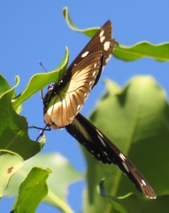 Hypolimnas anthedon wahlbergi