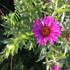 Symphyotrichum