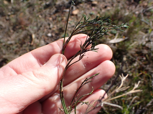 Image of Restio capensis by (c) Eugene Hahndiek, some rights reserved (CC BY-SA)