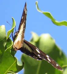Hypolimnas anthedon wahlbergi