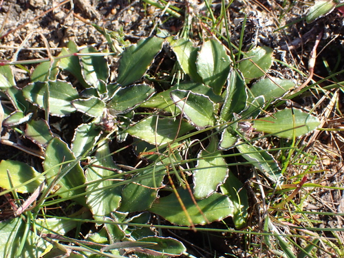 Osteospermum tomentosum, photograph 6
