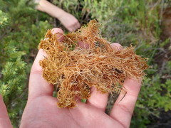 Sphagnum flavicomans