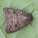Mottled Rustic - Photo (c) Marie Lou Legrand, some rights reserved (CC BY-NC), uploaded by Marie Lou Legrand