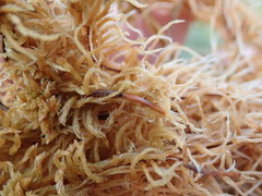 Sphagnum flavicomans