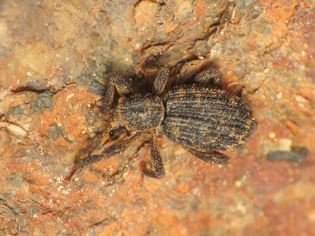 Dichotrachelus