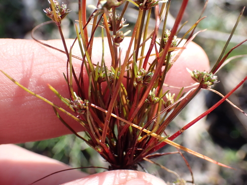 Image of Ficinia marginata by (c) Eugene Hahndiek, some rights reserved (CC BY-SA)