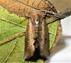 Goniocalpe heteromorpha