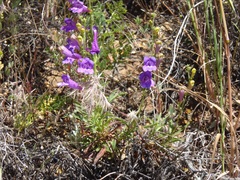 Penstemon heterophyllus