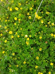 Potentilla erecta