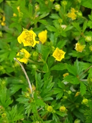 Potentilla erecta