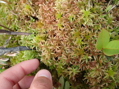 Sphagnum magellanicum