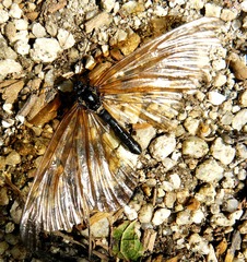 Styx infernalis