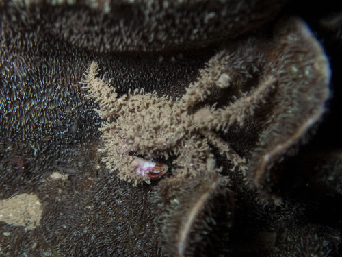Pilumnus longicornis observed 2024-05-15