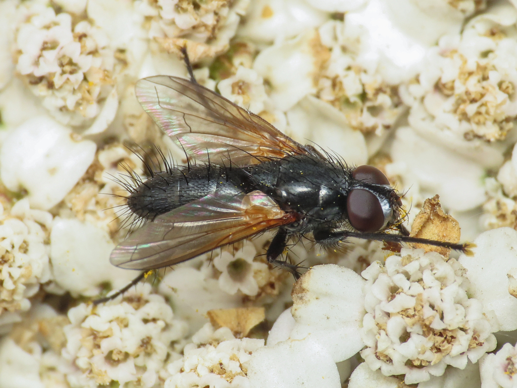 Minthodes picta